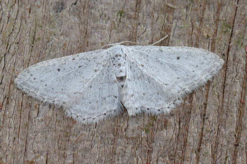 Idaea minuscularia