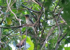 Hypsipetes philippinus