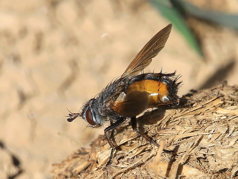 Tachina rohdendorfi