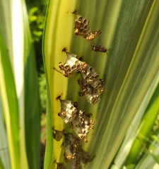 Ropalidia variegata