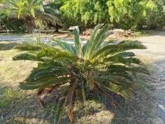 Encephalartos longifolius