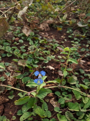 Commelina forskaolii