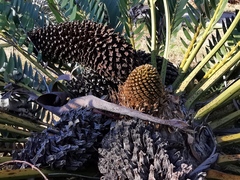 Encephalartos longifolius