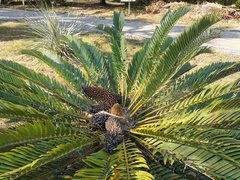 Encephalartos longifolius