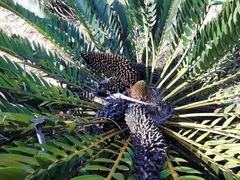Encephalartos longifolius