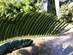 Encephalartos longifolius