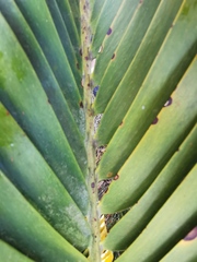 Encephalartos longifolius