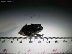 Leptobrachium hasseltii