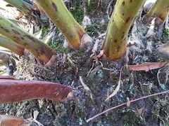 Encephalartos longifolius