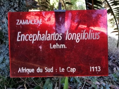 Encephalartos longifolius