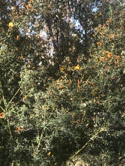 Pultenaea reticulata