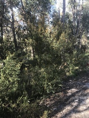 Pultenaea reticulata