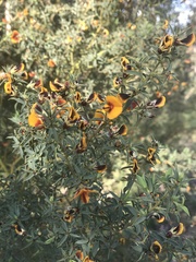 Pultenaea reticulata