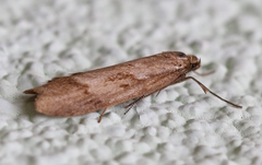 Diurnea lipsiella