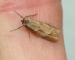 Diurnea lipsiella