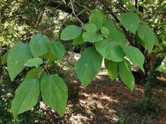 Poliothyrsis sinensis