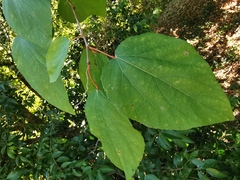 Poliothyrsis sinensis