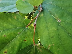 Poliothyrsis sinensis