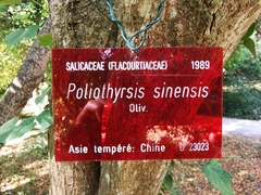 Poliothyrsis sinensis