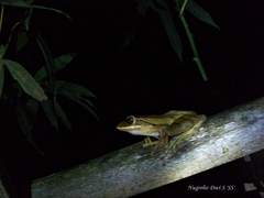 Polypedates leucomystax