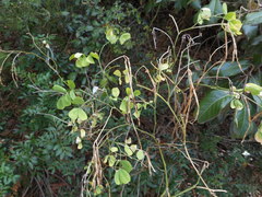 Hippocrepis emerus