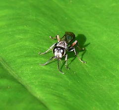 Liris subtessellatus