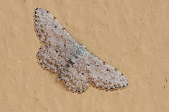 Idaea camparia