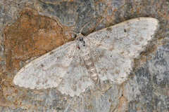 Idaea camparia