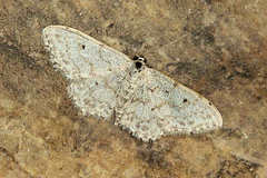 Idaea camparia
