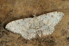 Idaea camparia