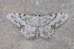 Idaea camparia