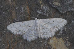 Idaea camparia