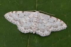Idaea camparia
