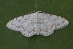 Idaea camparia