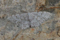Idaea camparia