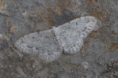 Idaea camparia