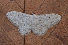 Idaea camparia