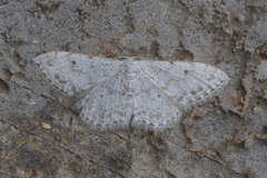 Idaea camparia