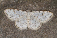 Idaea camparia