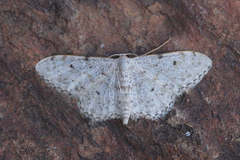 Idaea camparia