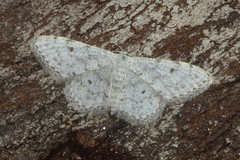 Idaea camparia