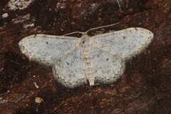 Idaea camparia