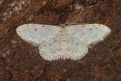 Idaea camparia
