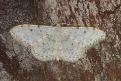 Idaea camparia