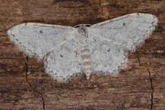 Idaea camparia