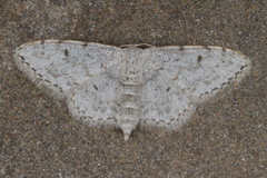 Idaea camparia