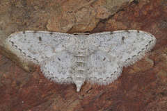 Idaea camparia