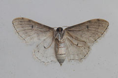 Idaea camparia