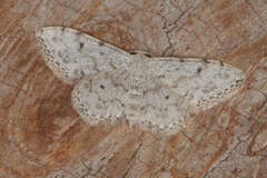 Idaea camparia