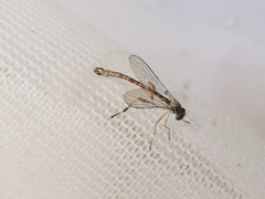 Leptogaster subtilis
